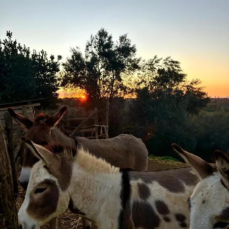 Tenuta Saracone *